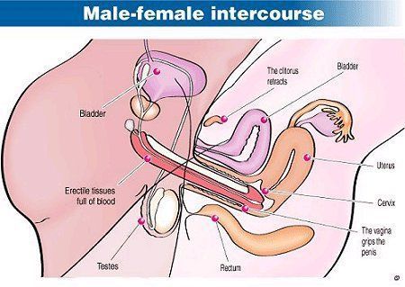 Bug reccomend Female male anatomy sex penetration diagram
