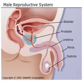 best of Penetration sex male diagram anatomy Female