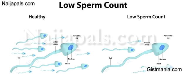 best of Counts Male sperm