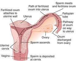 Path of sperm to uterus