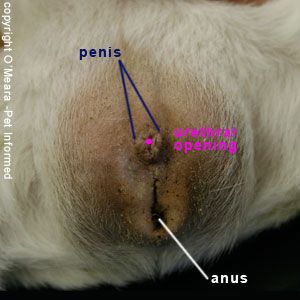 best of Penis hole inside Penis