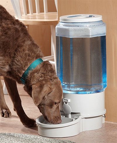 Muffy reccomend Pet lick waterer with soda bottle
