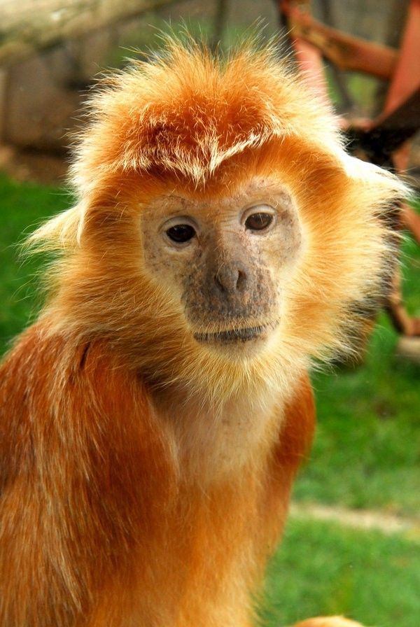 Redhead girl big monkey