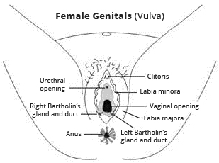 Sore at bottom opening of vagina
