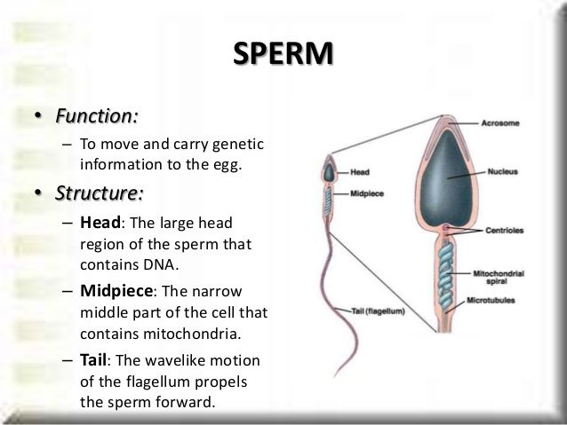 Recruit reccomend Sperm cell midpiece