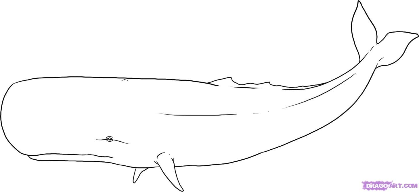 best of Sketches Sperm whale