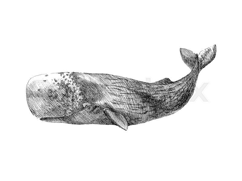 best of Sketches Sperm whale