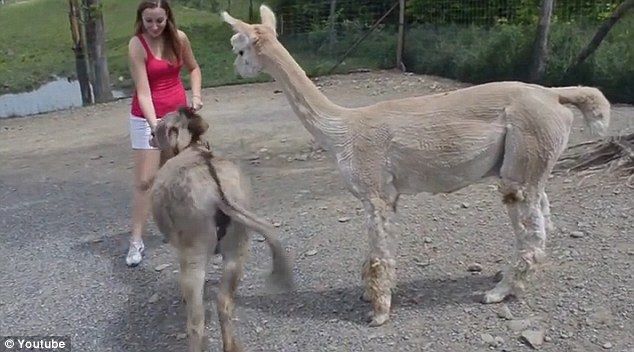 best of With donkey sex Teen