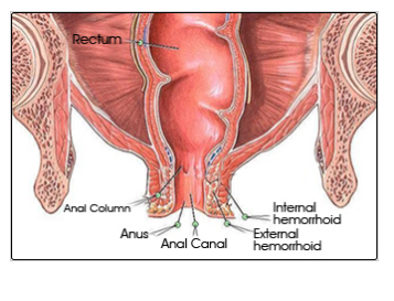 Rum P. reccomend The anatomy of the anus