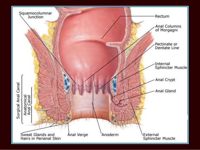 The anatomy of the anus