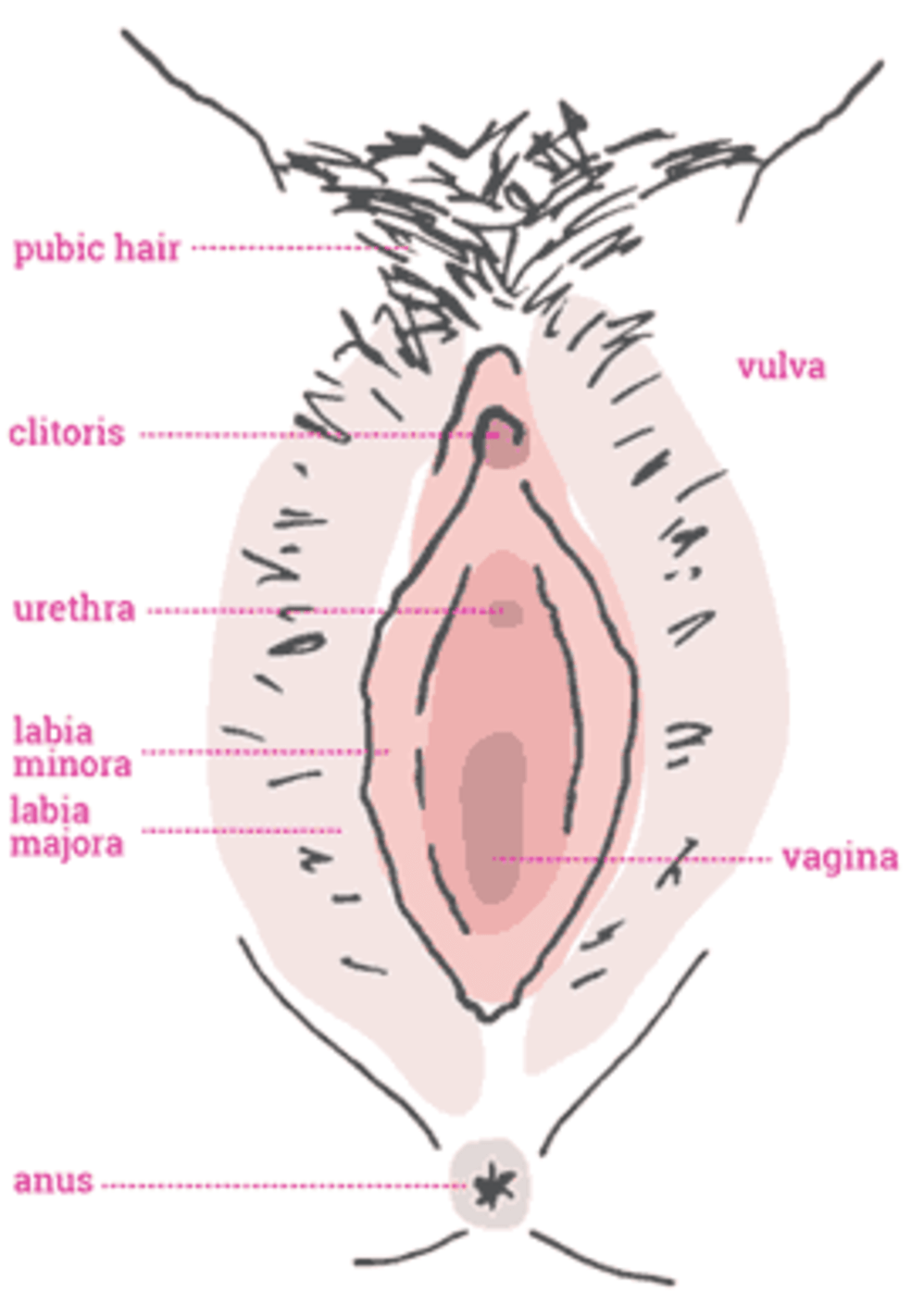 Vulva and clitoris pictures